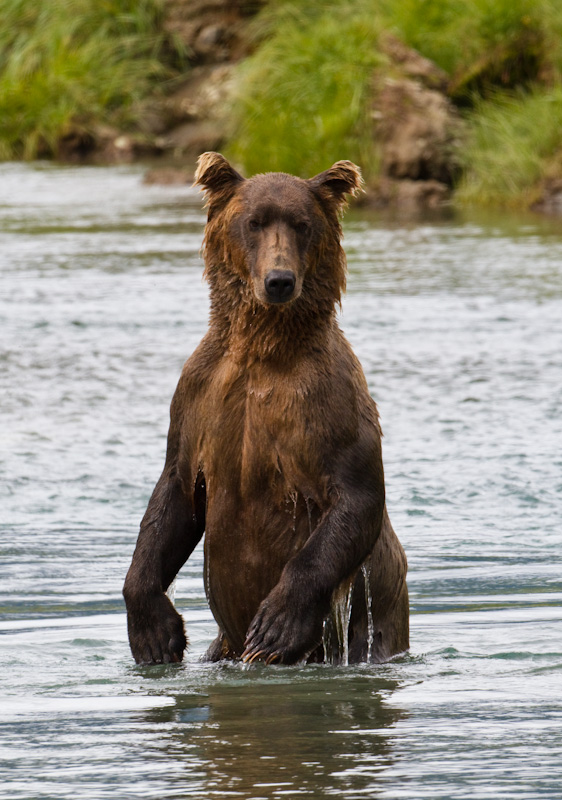 Grizzly Bear Standing In Stream